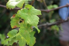 2018_08_matoblanco_032