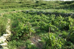 2018_08_matoblanco_037