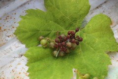 2018_08_matoblanco_064