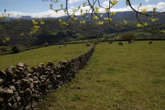 2019_05_queseria_tiemblos_010_mulecarajonero