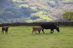 2019_05_queseria_tiemblos_015_mulecarajonero