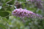 IMG_5901