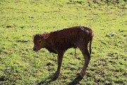 2020_02_selores_mulecarajonero_010