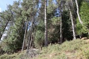 2020_02_selores_mulecarajonero_023