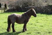 2020_02_selores_mulecarajonero_030