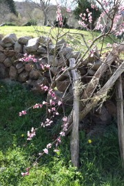 2020_02_selores_mulecarajonero_032