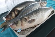 2019_05_acuanaria_002