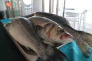 2019_05_acuanaria_009
