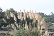 IMG_8129