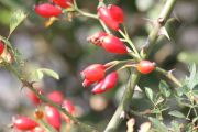 IMG_8137