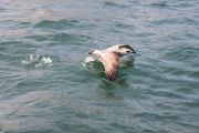 IMG_4999
