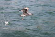 IMG_5001