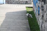 IMG_7078