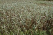 cuchia_suances_001
