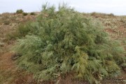 cuchia_suances_002