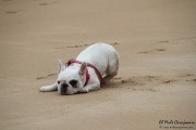 cuchia_suances_008