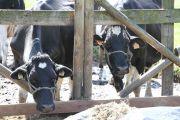 2012_cuca_028