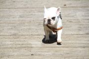 2012_cuca_030