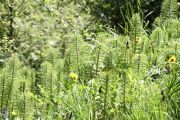 2012_cuca_031