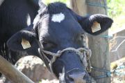 2012_cuca_032