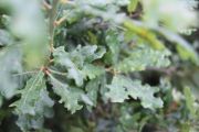 2012_cuca_002