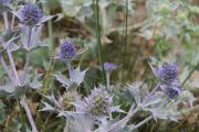 2012_cuca_008