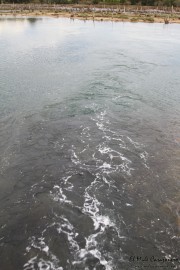 ria_la_rabia_004