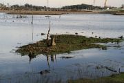 marisma_astillero_043