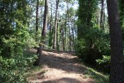 bosque_liencres_002