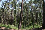 bosque_liencres_004