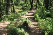 bosque_liencres_005