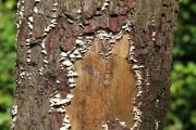 bosque_liencres_007