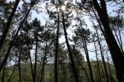 bosque_liencres_008