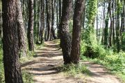 bosque_liencres_009