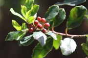 bosque_liencres_010