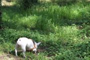 bosque_liencres_011