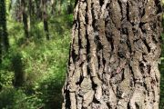 bosque_liencres_016