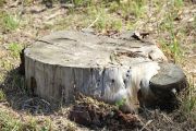 bosque_liencres_017