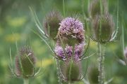 IMG_6639