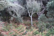 2016_10_necora_paseos_006