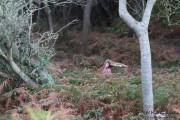 2016_10_necora_paseos_007