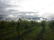 2011_vendimia_selz_001