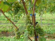 2011_vendimia_selz_003