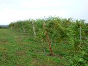 2011_vendimia_selz_004