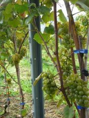 2011_vendimia_selz_005