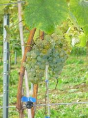 2011_vendimia_selz_006