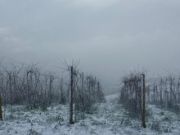 sel_daiz_nevado_003