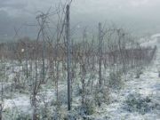 sel_daiz_nevado_005
