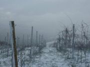 sel_daiz_nevado_008