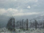 sel_daiz_nevado_010